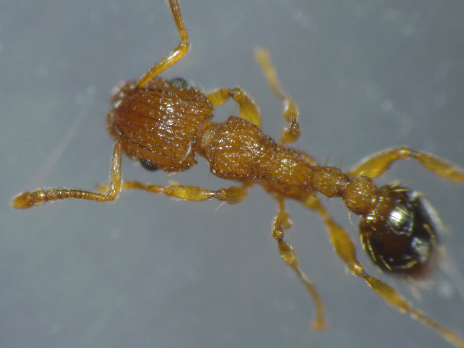 Ants under microscope image