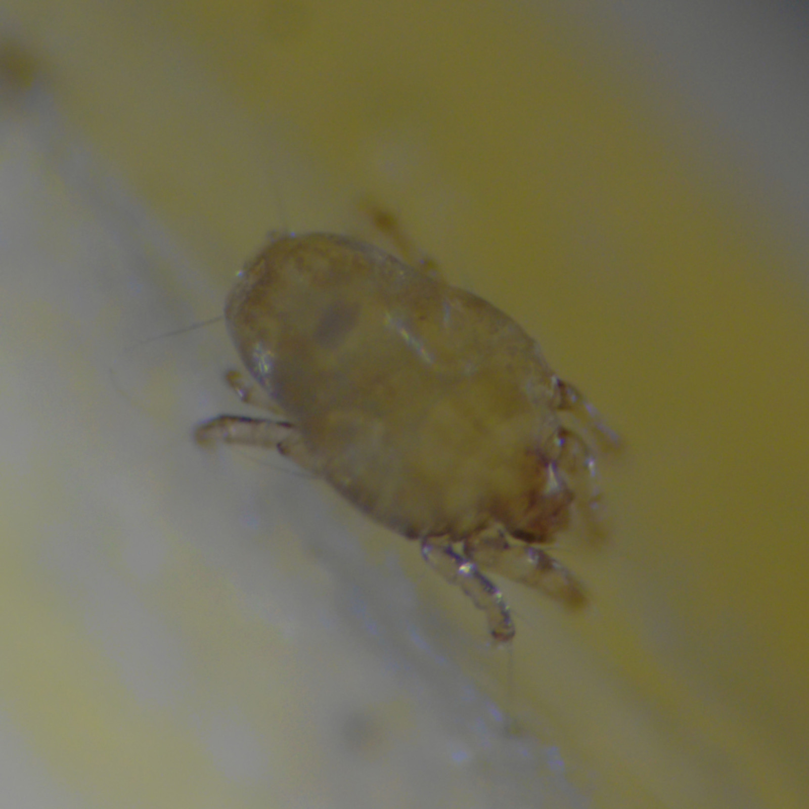 Mite under microscope